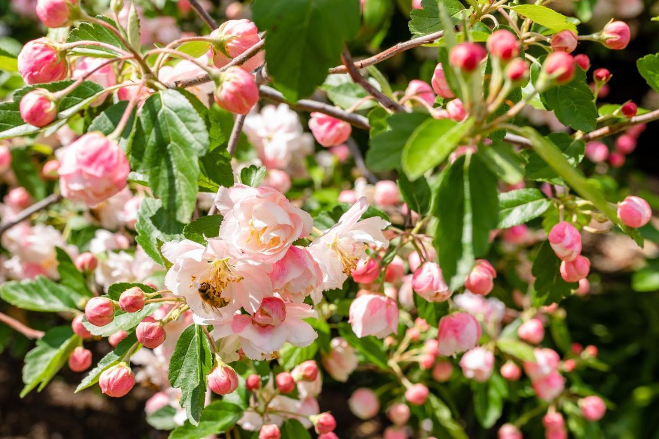 Apple Blossom Cottages Stanthorpe Kültér fotó